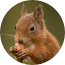 Squirrel Wallpaper