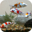 Icône du programme : Koi Fish Tank Video Wallp…