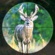 プログラムのアイコン：Deer Hunting Games Wild A…