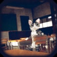 Icoon van programma: 猫様の学び舎からの脱出
