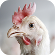 프로그램 아이콘: Chicken Sounds