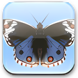 Icona del programma: 3D Desktop Butterflies Sc…